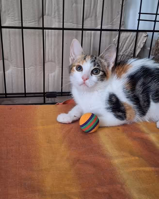 Gattina