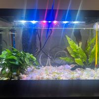 Acquario da 18 litri