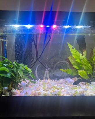 Acquario da 18 litri