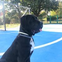 Regalo Cane corso di 2 anni