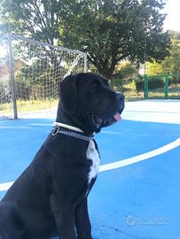 Regalo Cane corso di 2 anni