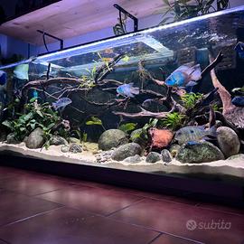 Ciclidi sud-centro america, Pesci Predatori