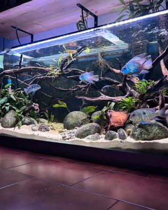 Ciclidi sud-centro america, Pesci Predatori