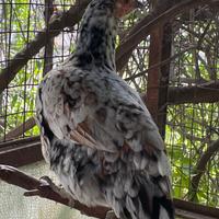 Galli e galline ornamentali