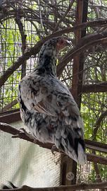 Galli e galline ornamentali