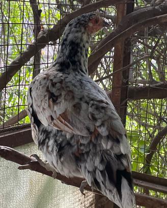 Galli e galline ornamentali