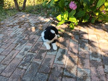 Cuccioli di border collie
