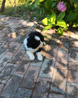 Cuccioli di border collie
