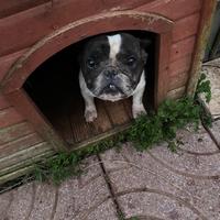 Bulldog francese femmina adulta