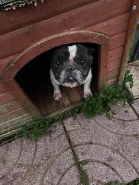 Bulldog francese femmina adulta