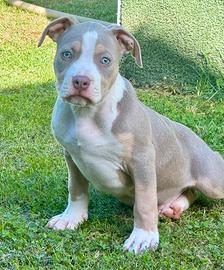 Cuccioli Pit bull