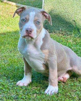 Cuccioli Pit bull