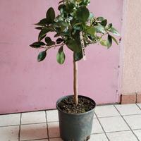 pianta arancio bizzarria 