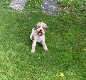 Lagotto per accoppiamento