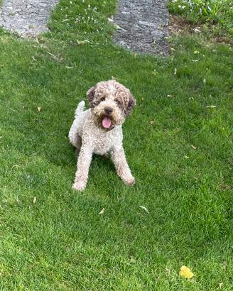 Lagotto per accoppiamento
