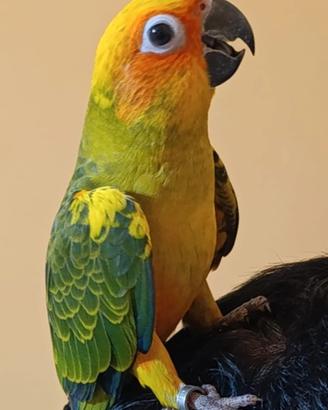 Conuro del sole