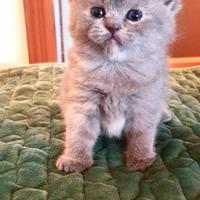 Cuccioli disponibili British Shortaire