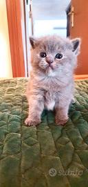 Cuccioli disponibili British Shortaire