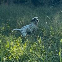 Cucciola setter inglese