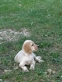 Setter cucciolo