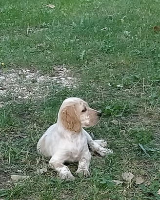 Setter cucciolo