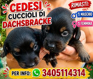 Cuccioli dachsbracke