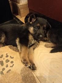 Cuccioli pastore tedesco