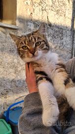 Elisa gattina 7 mesi