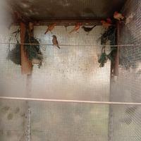 Ciuffolotti messicani