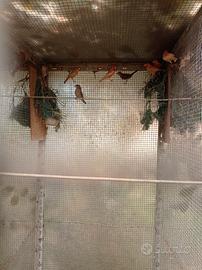 Ciuffolotti messicani