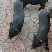 Misto cinghiale