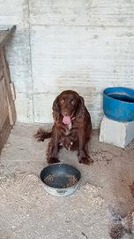 Cocker working cocker