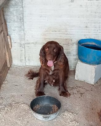 Cocker working cocker