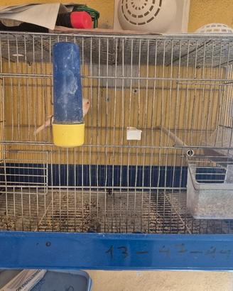 gabbia da cova 50 cm