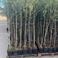 Piante ulivo varietà coratina