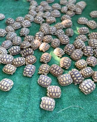 Tartarughe Sulcata
