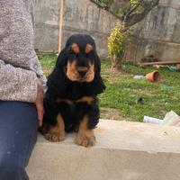 Cocker spaniel inglese nero focato