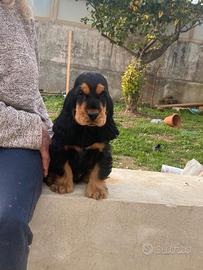 Cocker spaniel inglese nero focato