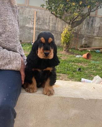 Cocker spaniel inglese nero focato