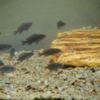 Ciclidi Africani Malawi