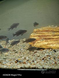 Ciclidi Africani Malawi