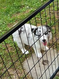 Border collie femmina con pedigree