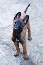 Cuccioli Malinois pedigree