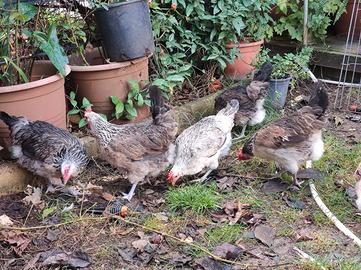 Gallinella Valplatani