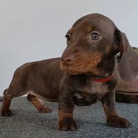 Bassotti cuccioli con Pedigree Enci