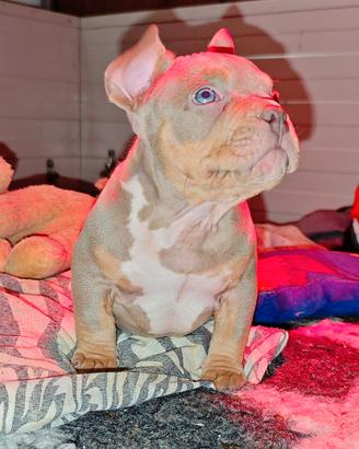 Cucciolo di American Bully pocket