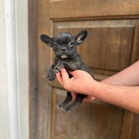 Bulldog francese