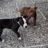 Cuccioli Pitbull