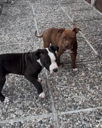 Cuccioli Pitbull