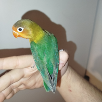 Inseparabile allevato a mano